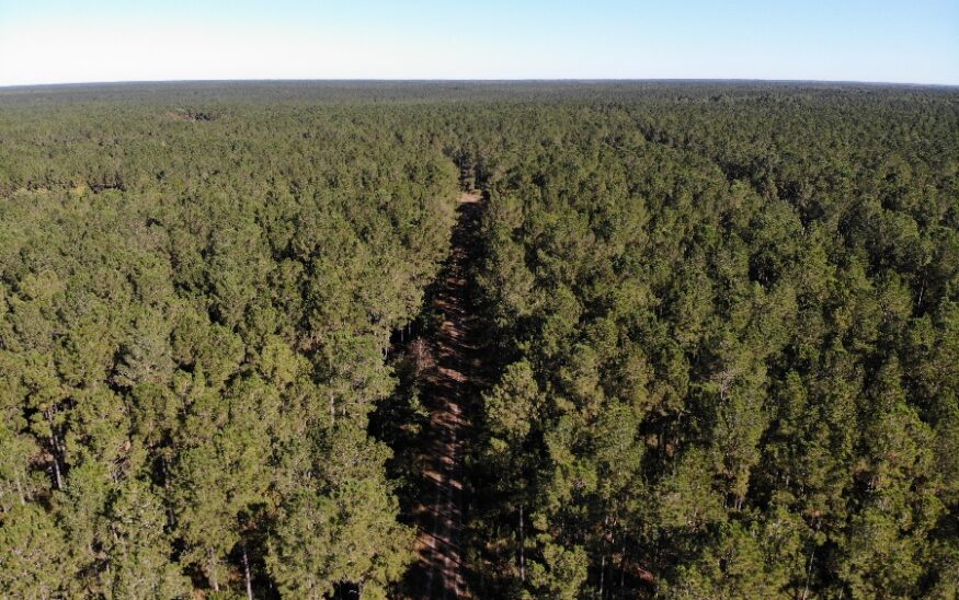 Lowcountry Land Trust recorded a new conservation easement on 2,851 acres of significant forest land in Jasper County. (Photo/Lowcountry Land Trust)